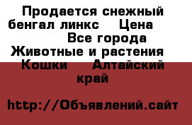 Продается снежный бенгал(линкс) › Цена ­ 25 000 - Все города Животные и растения » Кошки   . Алтайский край